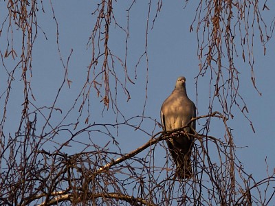 Nikon-Zoom 80-200mm  ISO 1000  f8  1/500s  Ausschnitt