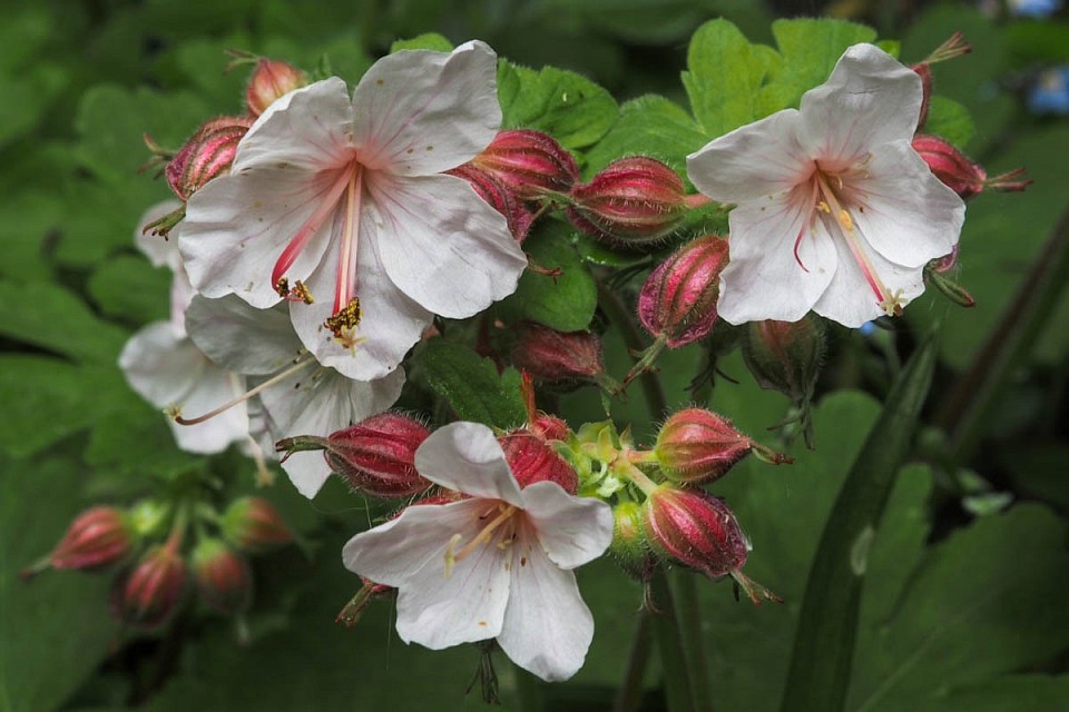 Storchenschnabel