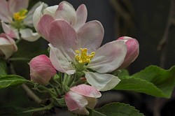 Apfel
