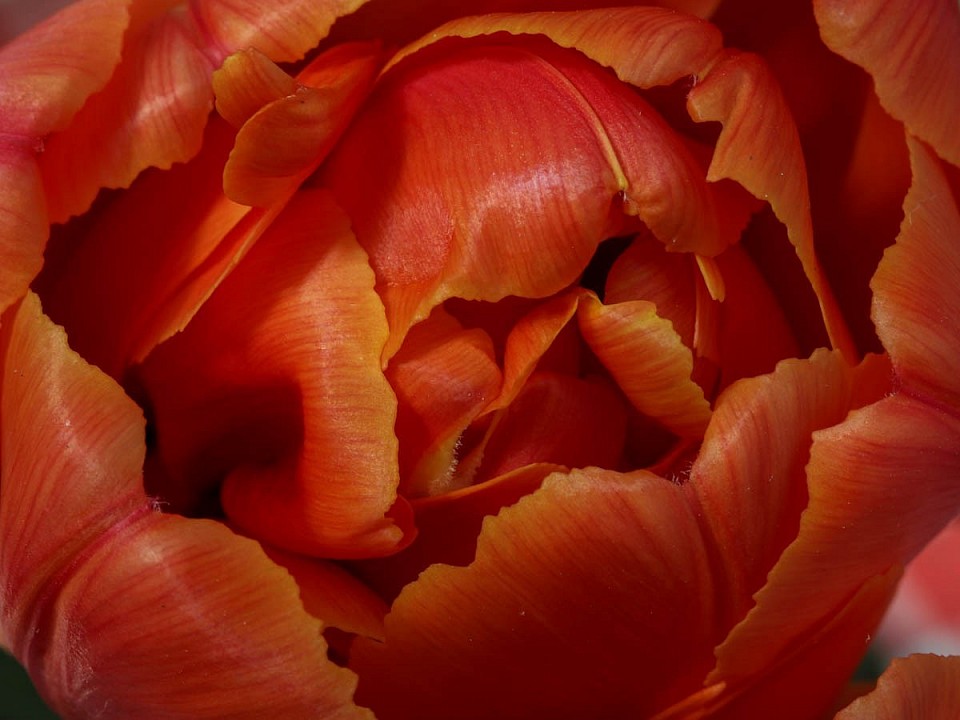 Gefüllte Tulpe