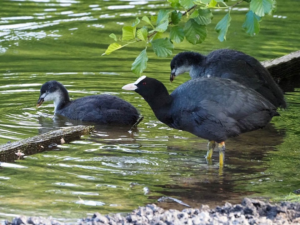 Blesshuhn Mama mit zwei Jungtieren am Teich im Waller Park