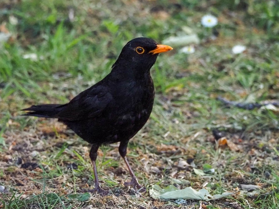 Herr Amsel ist ziemlich mutig und lässt mich nahe ran