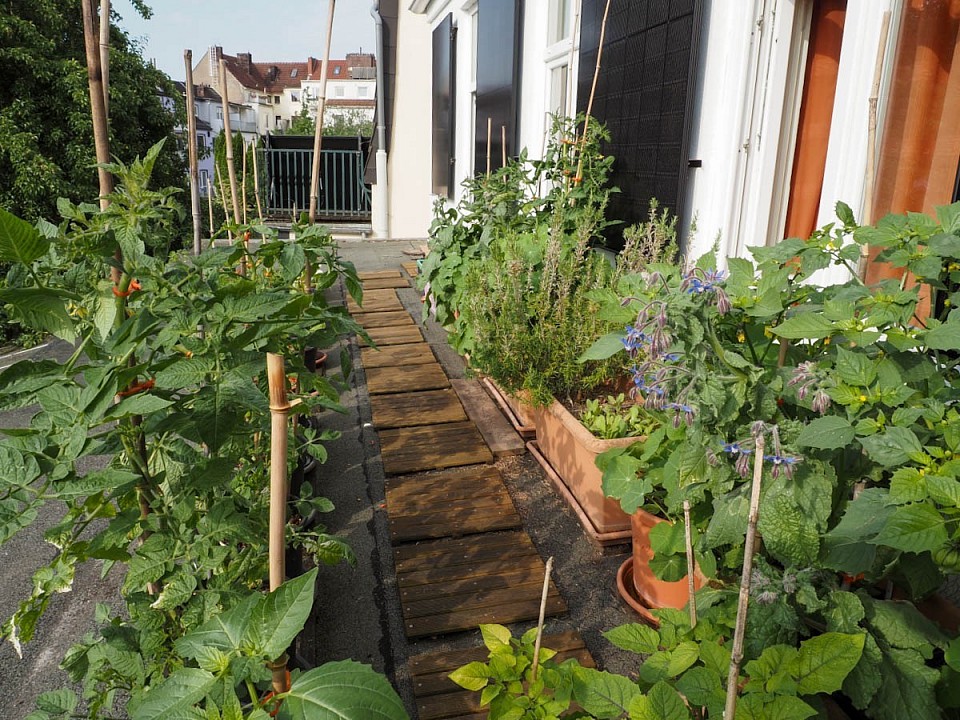 Die Nachbarn haben ihre Balkone auf gleicher Höhe wie ich meinen Kübelgarten. Da finden oft interessante Gespräche statt. Das Gegenstück zum Schnack über den Gartenzaun 😉