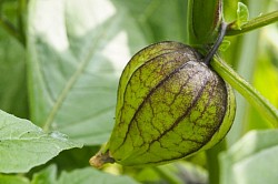 Tomatillo-Frucht. Also, die eigentliche Frucht ist in diesem „Lampion“. Sie ist reif, wenn die Hülle ganz ausgefüllt ist.