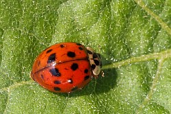 Als Kinder haben wir die Marienkäfer „Sonnenküken“ genannt.