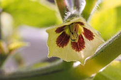 Eine andere Physalis-Art, die Ananaskirsche