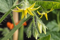 Viele Blüten an den verschiedenen Tomaten 🍅