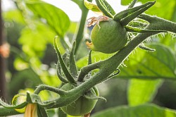 Erste Früchte an der „Quedlinburger Frühe Liebe“ Tomate