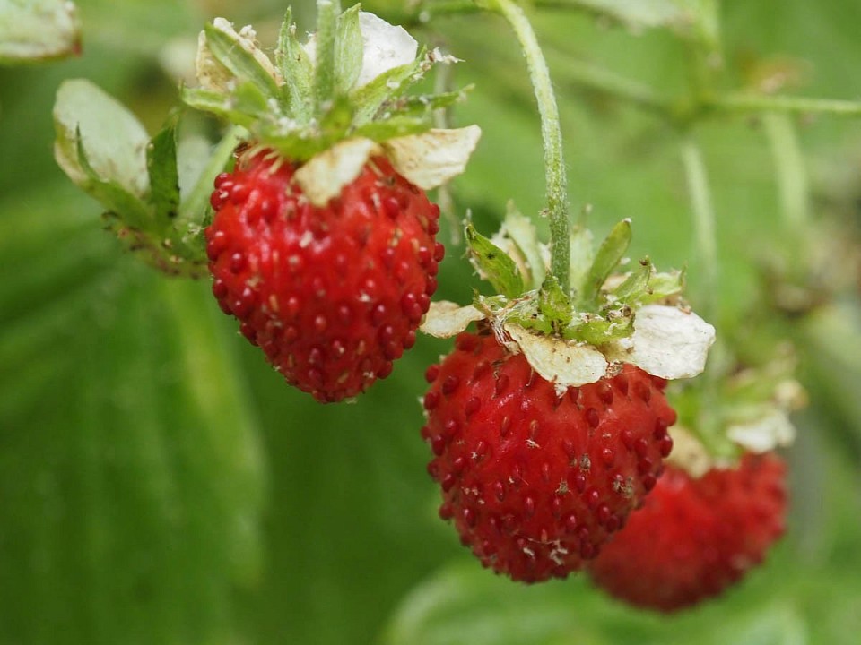 Auch lecker, aber doch anders: Walderdbeeren (mit Blattläusen, igitt)