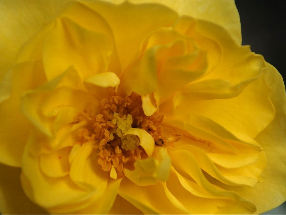 Beim Kauf meiner Rosen habe ich darauf geachtet, dass die Blüten insektenfreundlich sind. „Bienenfreund“-Rose in Gelb