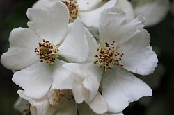 Bevor die Rose zum ersten Mal blühte, dachte ich, es sei eine typische rosa Wildrose.