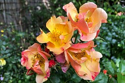 Farbspiel von Orange/Gelb nach Rosa/Pink