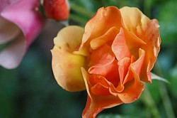 Bodendeckerrose „Jazz“