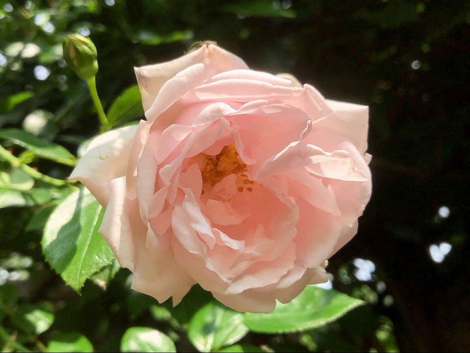Kletterrose „New Dawn“, von mir auch „Marzipanrose“ genannt wegen ihrer Farbe