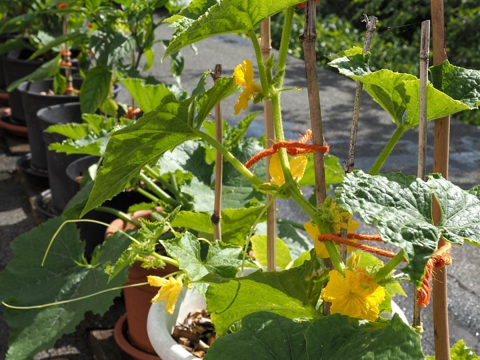 Inzwischen blühen auch Aubergine (hinten, kaum zu sehen) und Gurke