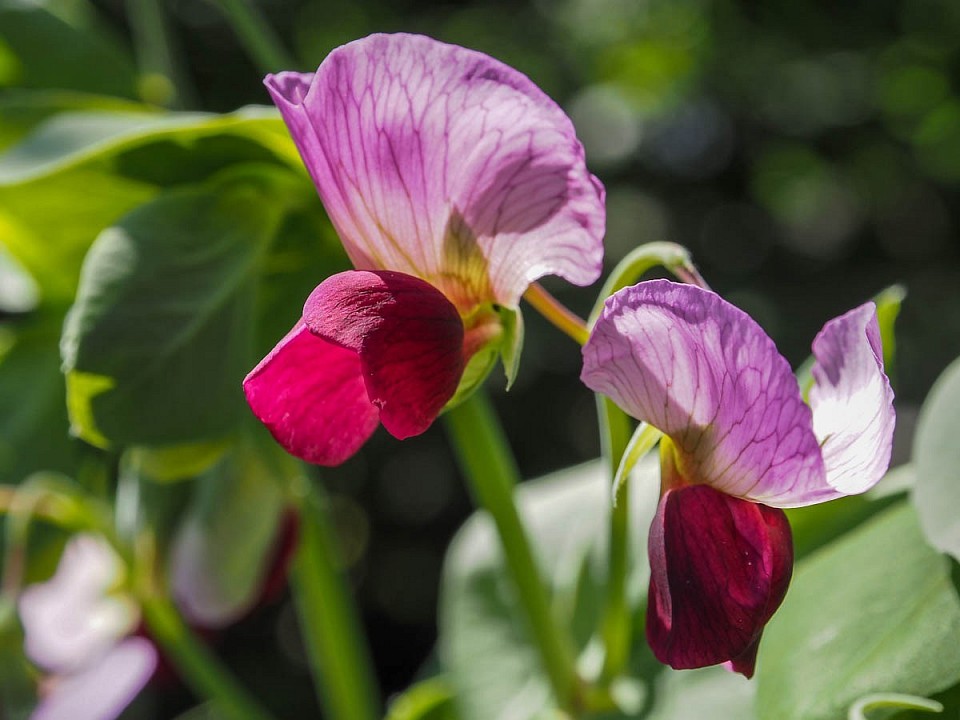 Die Zuckererbsenblüte bei normaler Belichtung