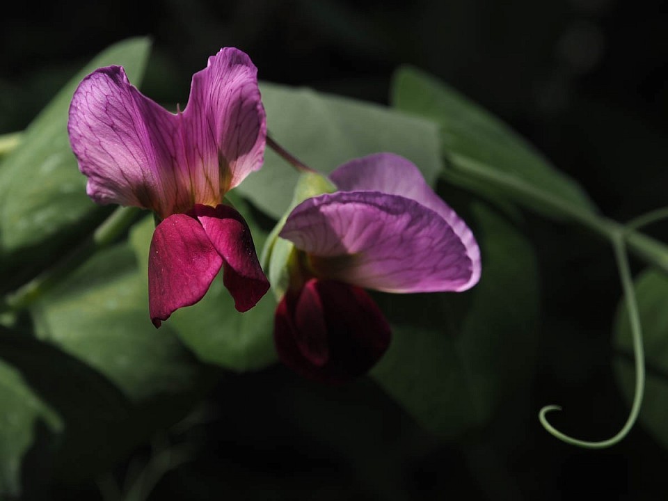 Die Zuckererbsen wachsen übrigens nicht auf dem Dach, sondern unten im Garten. Sie kommen auch im Halbschatten noch gut zurecht. Da ich keine Beete habe, wachsen die Erbsen in großen Maurerwannen.