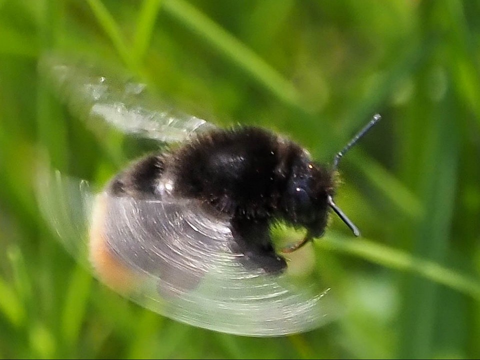 Hummelflug in extremer Vergrößerung. Ich bin gar nicht sicher, ob hier überhaupt eine Hummel oder gar eine Biene der Schwerkraft eine Nase dreht 🤪