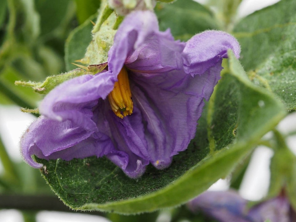 Auberginenblüte. Die sehen immer ein bisschen verknittert aus, finde ich 😂