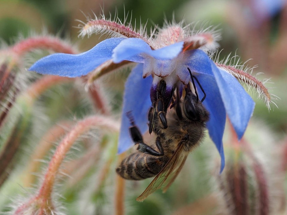 Ich bin mir bei der Bestimmung nie so ganz sicher, aber ich denke, es handelt sich um Honigbienen. Vielleicht von meinem Nachbarn ein paar Häuser weiter, der hält Bienen. Mitten in der Stadt, das geht ganz prima 😊