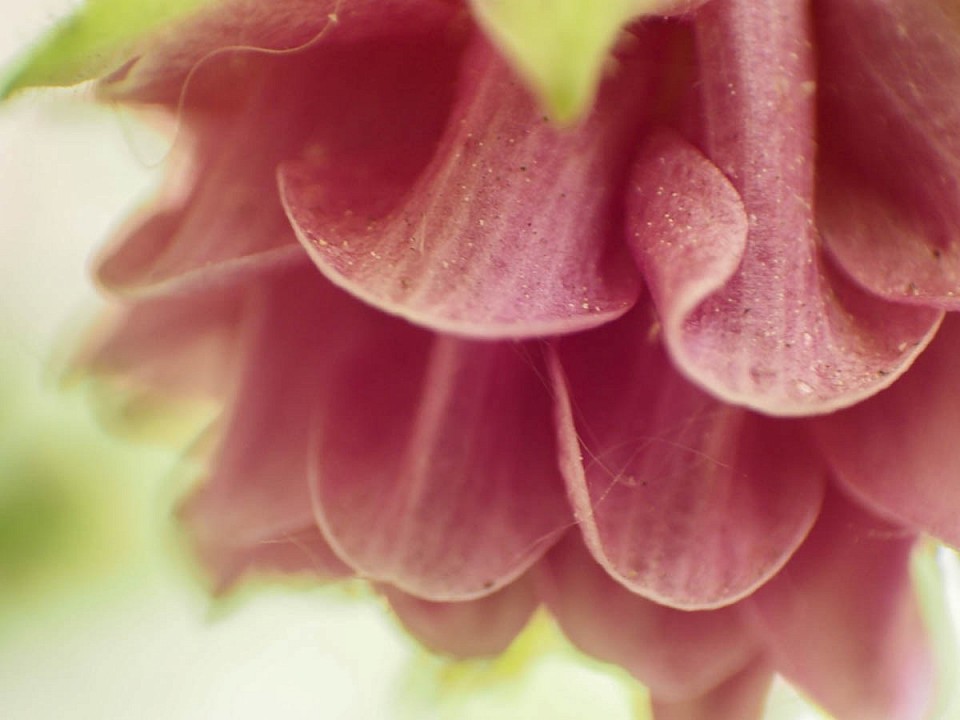 Retro-Makro Akelei-Blüte. Diese Art nenne ich für mich immer „Ballett-Röckchen“.