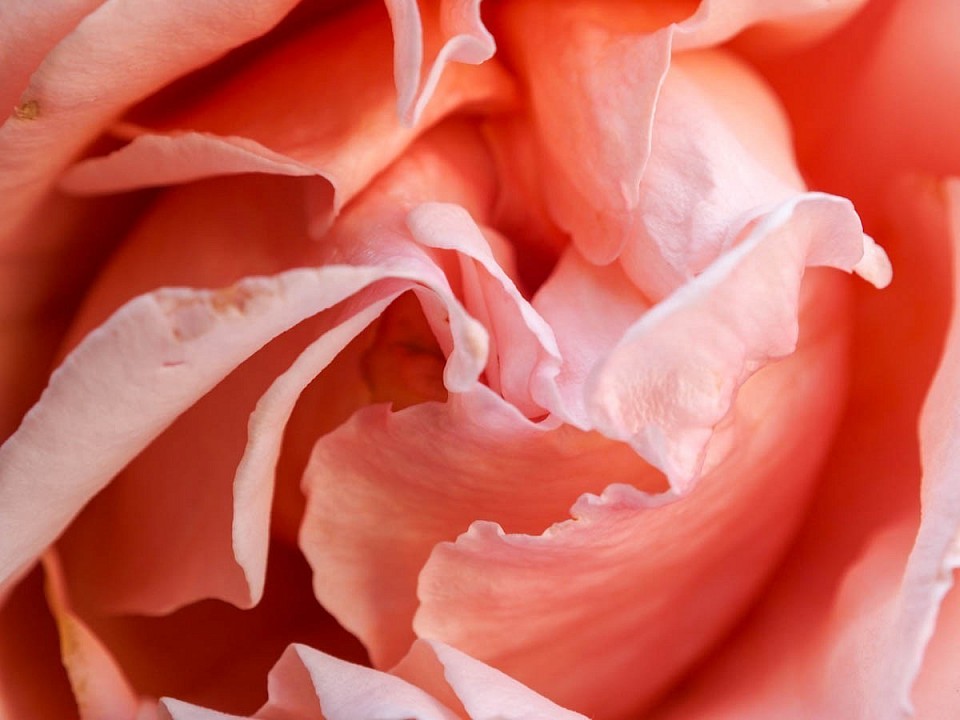 Normales Makro einer anderen Rosenblüte